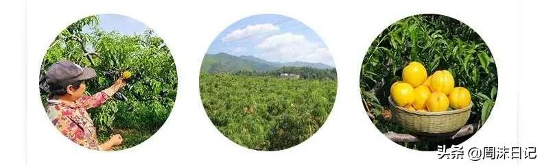 沂蒙山黄油桃4.5斤,早熟的黄油桃