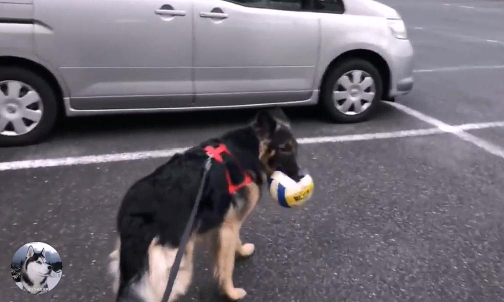 一只陪伴主人12年的德牧,德牧这种狗长大后有多可怕