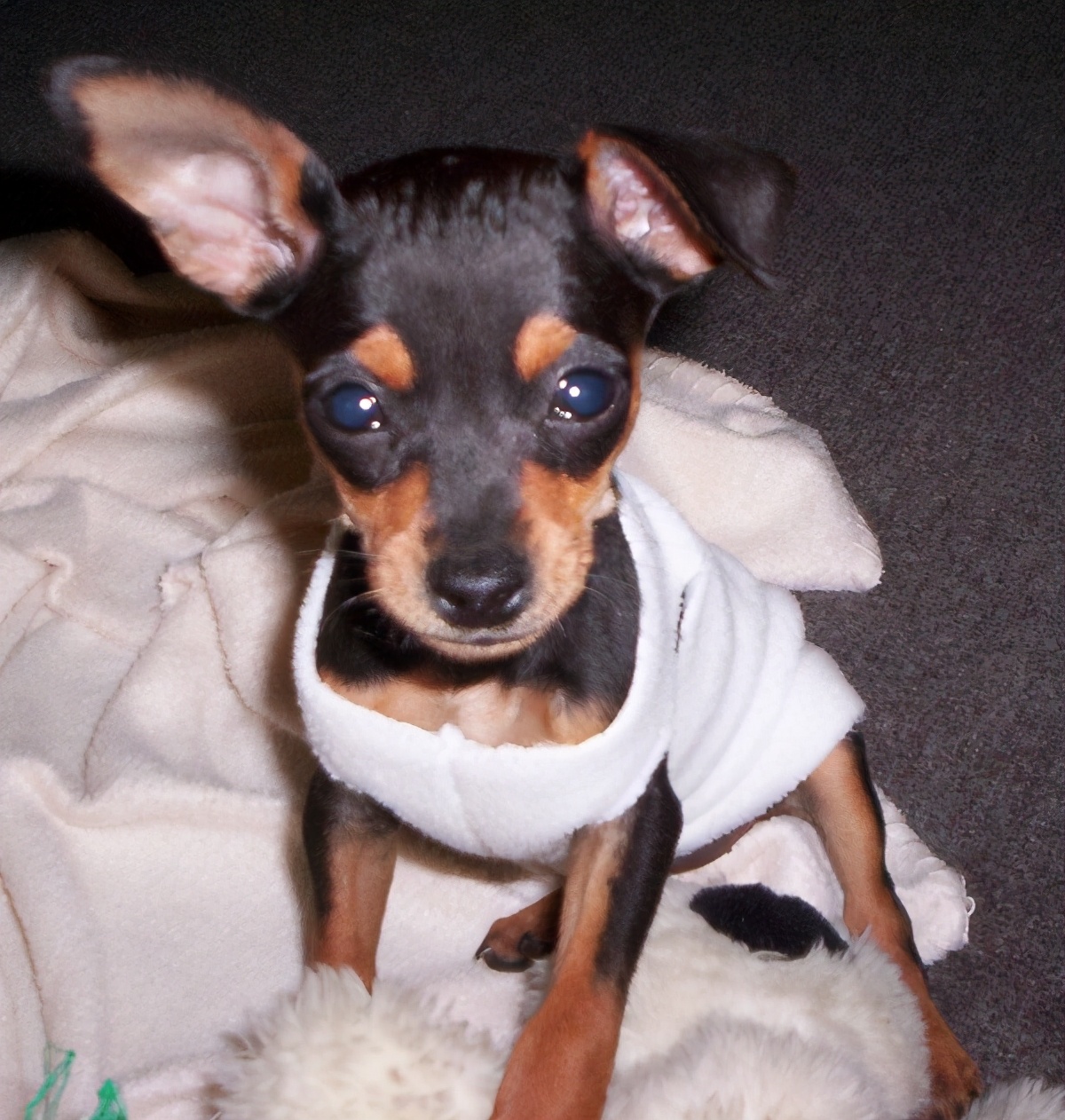 小鹿犬的训练方法,如何训练6个月的小鹿犬