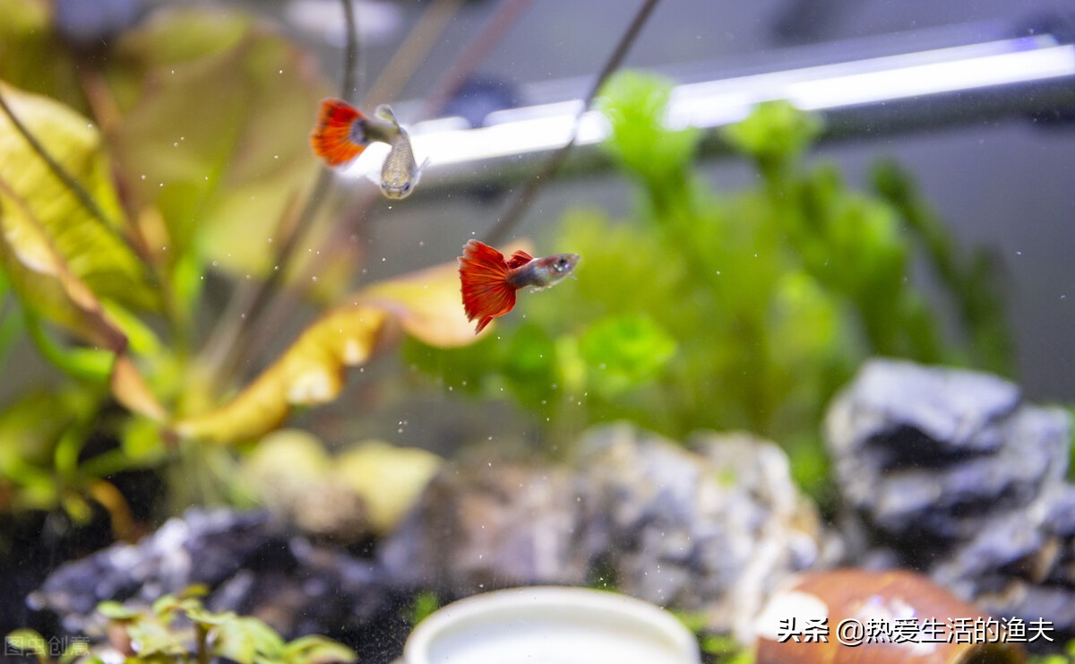 家里养的鱼蹭缸怎么办？