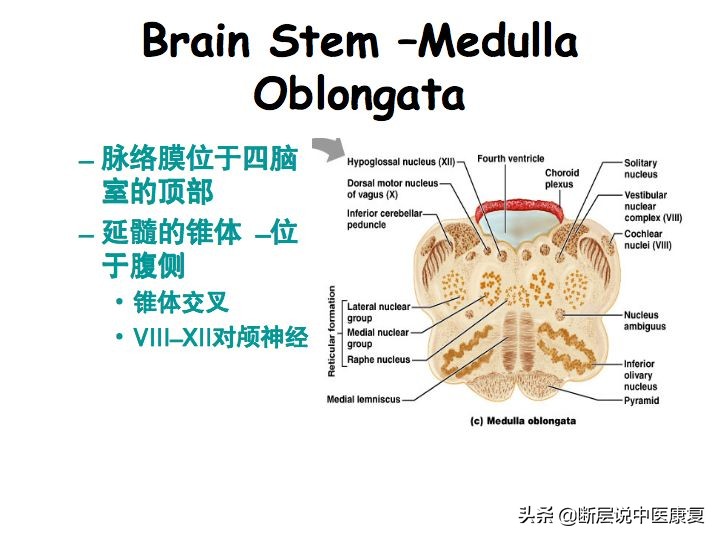 中枢神经系统断层解剖讲解,中枢神经3d解剖动画