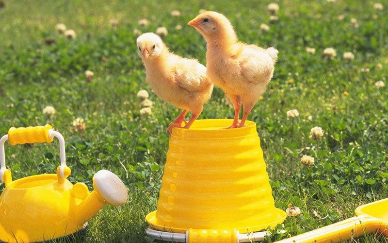 小鸡拉白色粪便怎么回事,该吃什么药,鸡拉稀最快急救方法