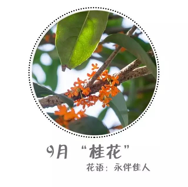 魔都赏花旅游攻略,魔都春季赏花好地方