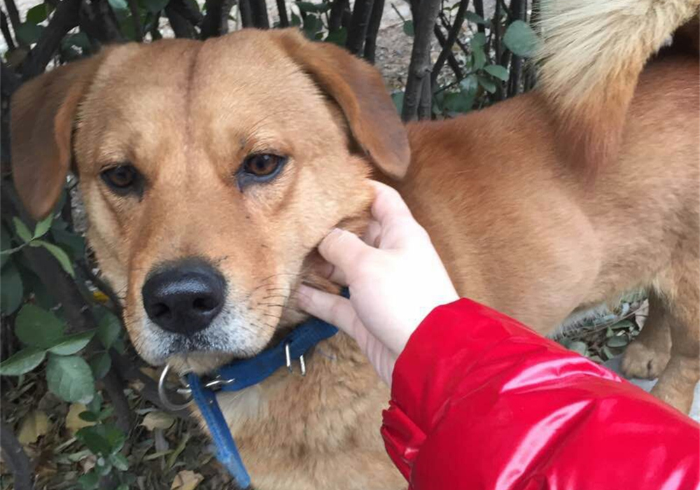 辟谣羊奶比鲜牛奶好,羊奶粉谣言