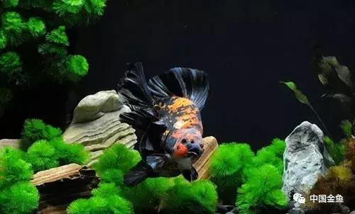 手把手教你打造真正的生态缸,如何打造一个20厘米的生态缸