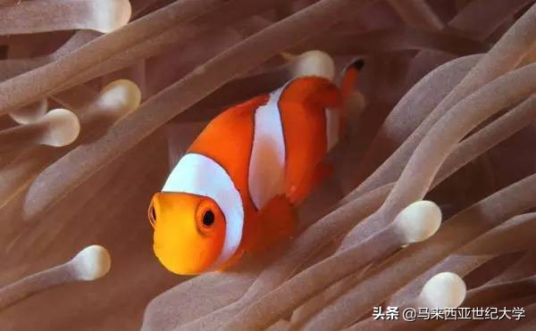 马来西亚最受欢迎度假区,马来西亚旅游最好玩的岛