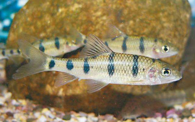 啥鱼不用加热棒也能养,用加热棒最好养的十款热带鱼