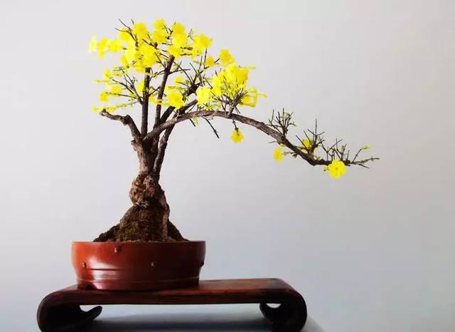 大型连翘树桩盆景图片及价格,连翘树桩盆景图片