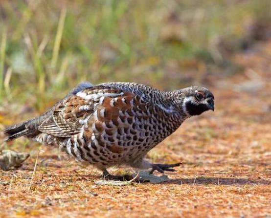 大兴安岭的飞龙是什么鸟,大兴安岭纯野生飞龙鸟高清图片