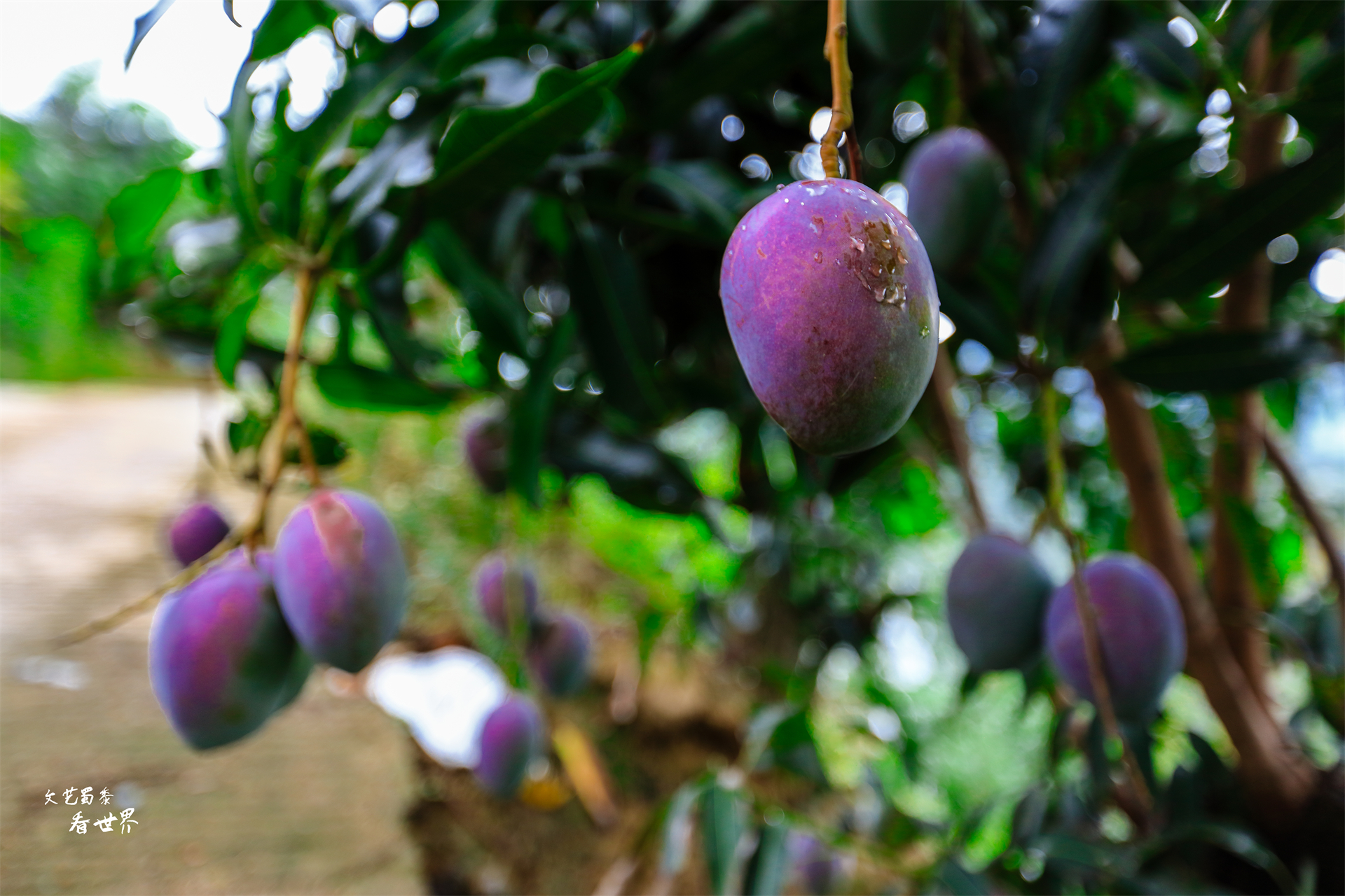 北海和攀枝花哪个适合过冬,去攀枝花过冬