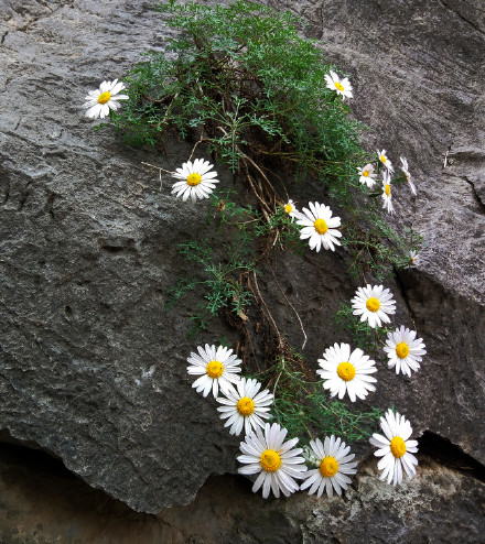 太行山崖柏枕头功效,太行山崖菊