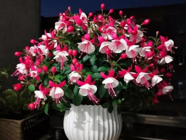 天一热，倒吊*钟金**就蔫了？记住“4个”小细节，恢复精神气，管用