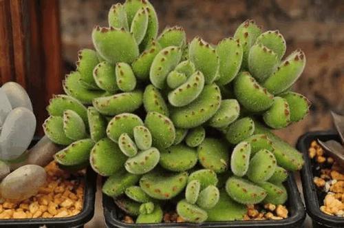 多肉熊童子掉的叶子能扦插吗,多肉熊童子叶子脏了怎样清理