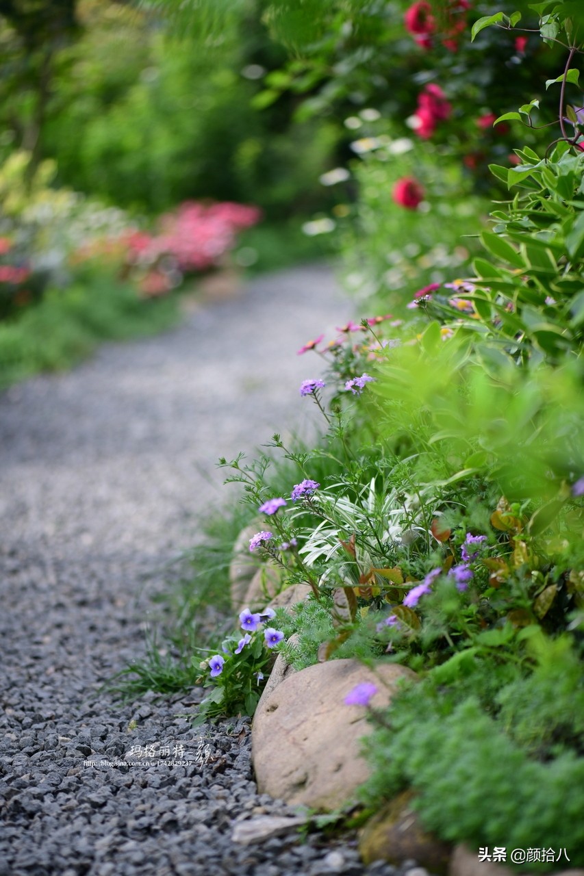 花园里的银边麦冬太好看，竟然被偷了|园丁