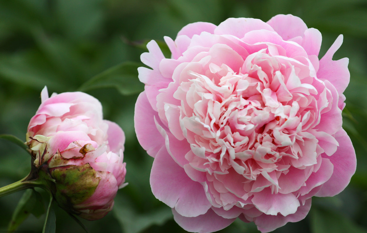 芍药花出芽后该如何养护,芍药花花期长吗怎么养护好