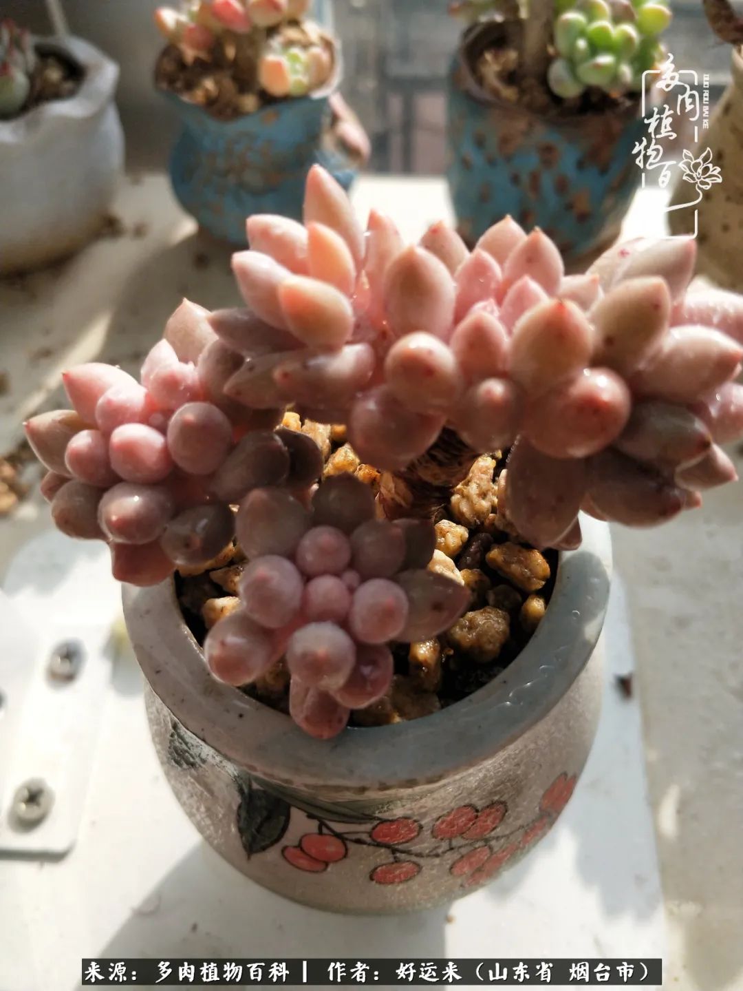 世上怎么会有这么可爱的生物,这世上怎么会有那么可爱的小可爱