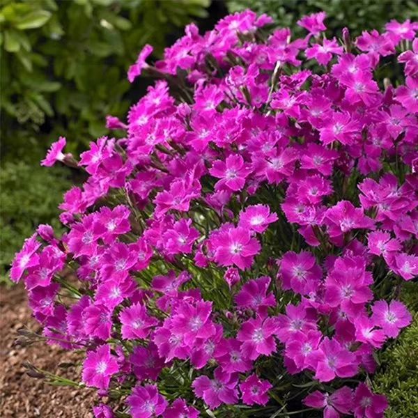 景观草花图,地被类的花草图片