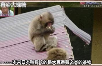 鏃ユ湰鐚村瓙鍚冮奔,鏃ユ湰鐚村瓙绉冨ご鍚冮潚鑺遍奔