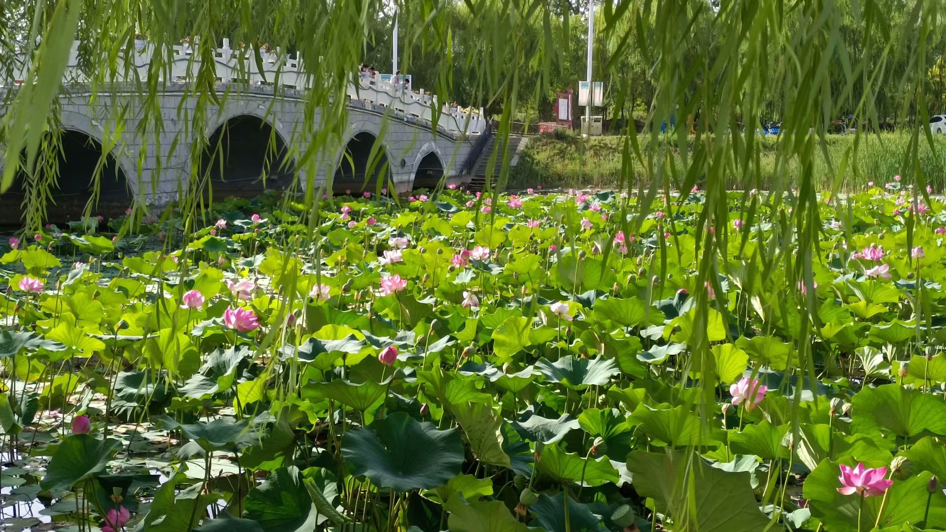 出淤泥而不染濯清涟而不妖原文,出淤泥而不染濯清涟而不妖行书