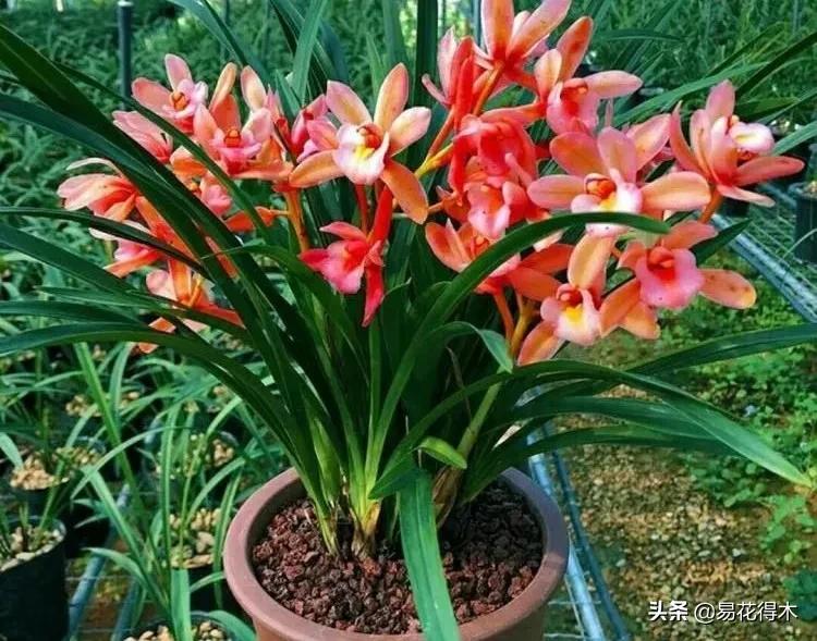 兰花干养根湿养叶怎么理解,兰花喜湿还是喜干
