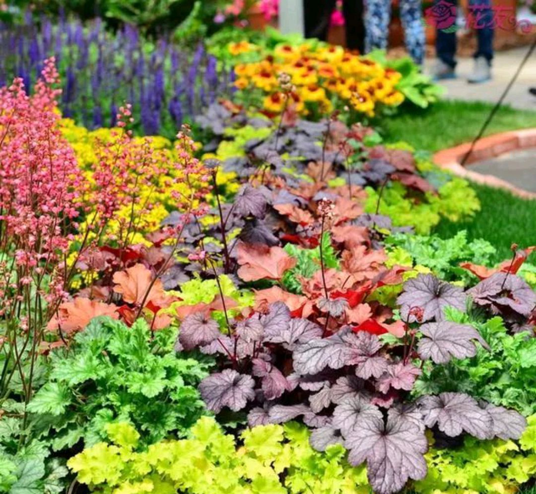 好养的盆栽花卉排名前十,盆栽花比较好养的有哪些