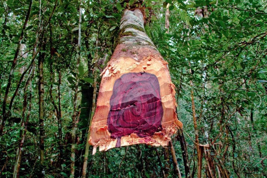 精油小知识罗马洋甘菊,精油小知识大全