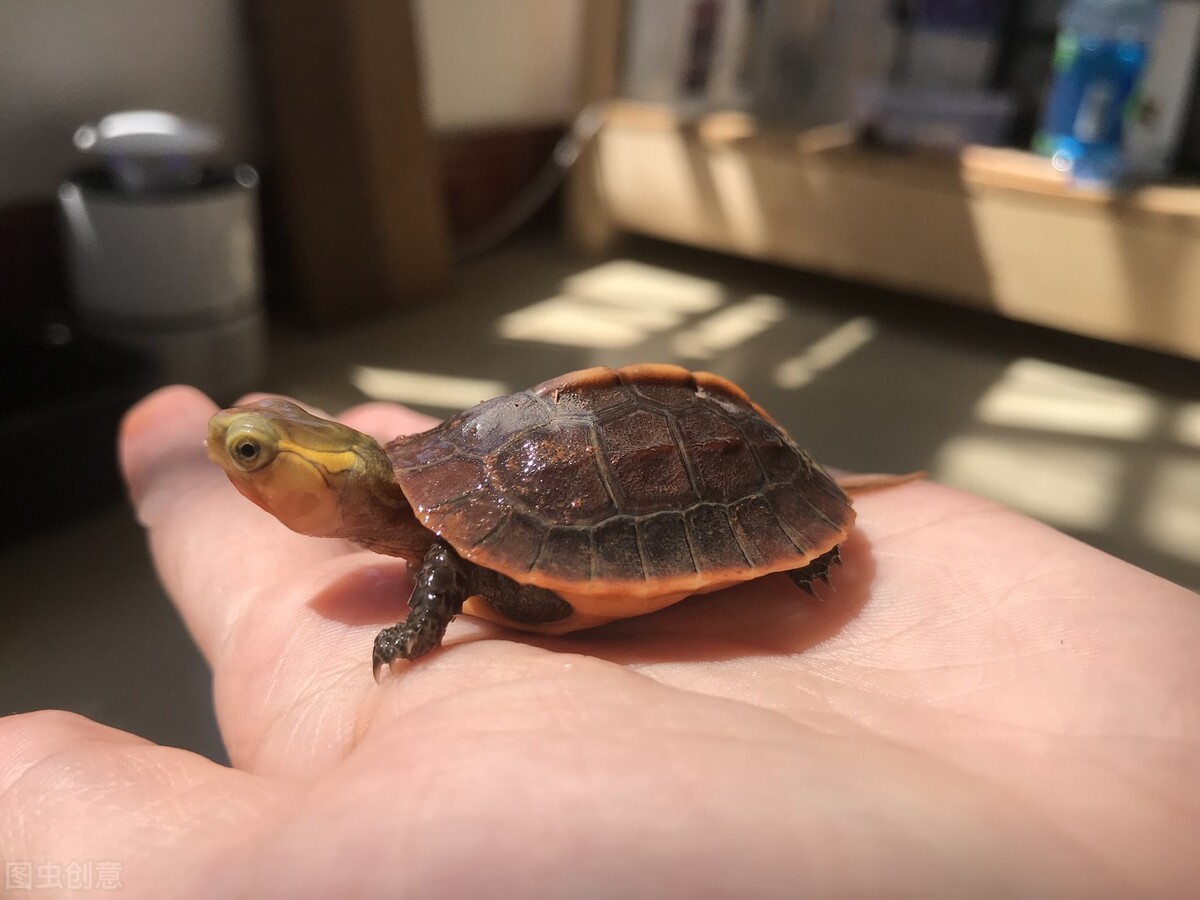 黄缘龟怎么养好,黄缘龟可以和陆龟一起养吗