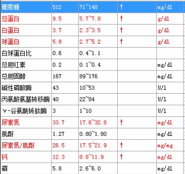 ​猫咪“甜蜜的负担”，当患有糖尿病时，应如何治疗？
