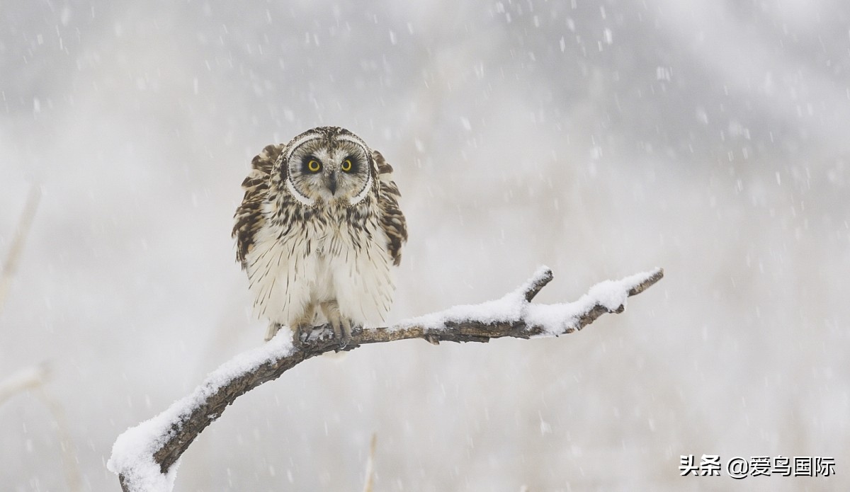 极简鸟类摄影欣赏,2019鸟类摄影作品欣赏