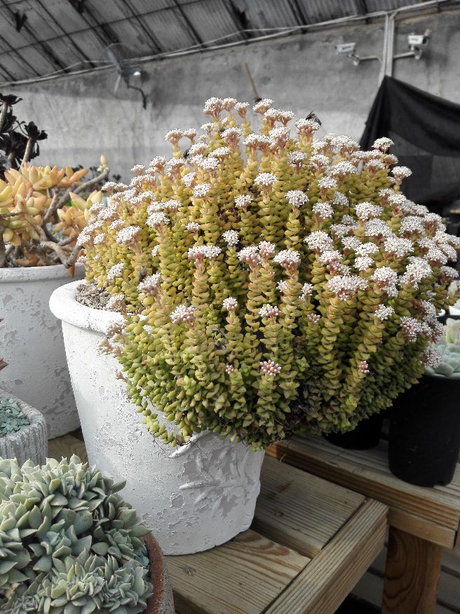 多肉容易养成老桩都有哪些品种,多肉老桩欣赏最新