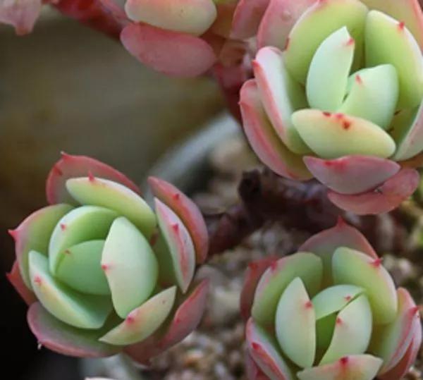 养了8年的“老桩”，价值2000块，这样的碧桃多肉，你舍得买吗？