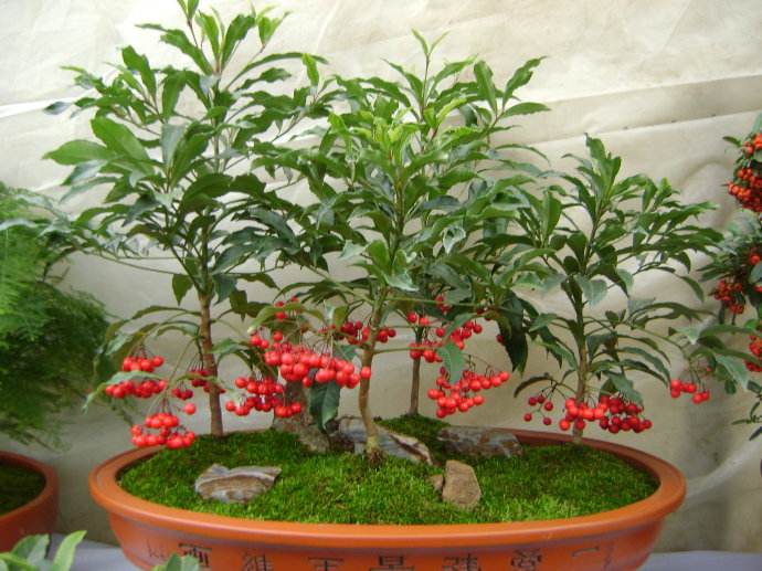 盆栽黄金万两的方法,黄金万两盆栽怎么才能结果