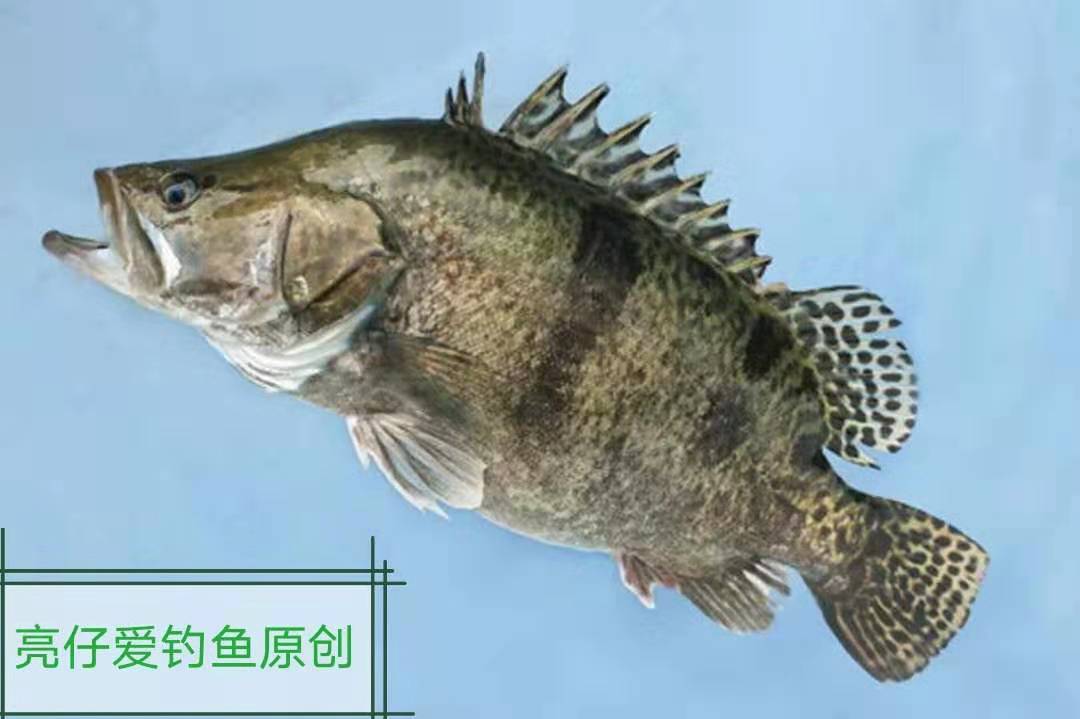 背上带毒刺的鱼,背上刺有毒的鱼