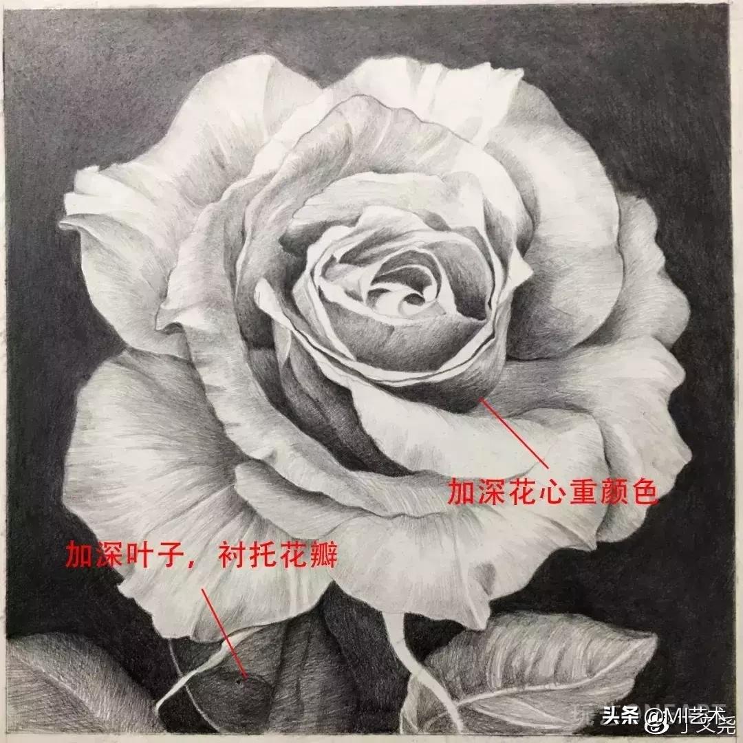 玫瑰花素描临摹高清图片,素描教程画花朵