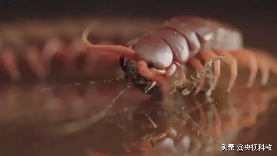 揭秘出没滇南的巨型“红龙”