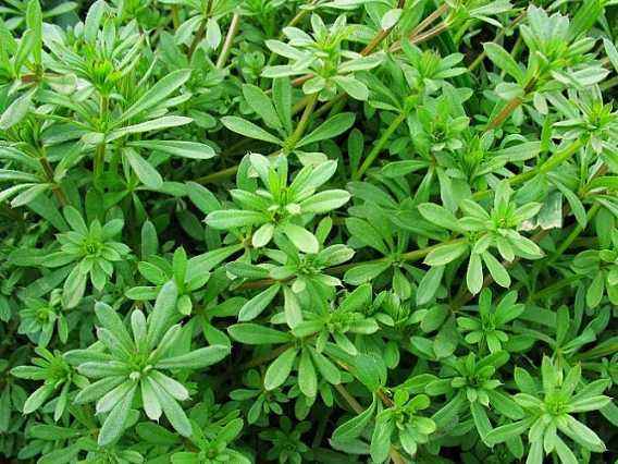 各个属相的幸运植物,十二属相的吉祥植物是什么