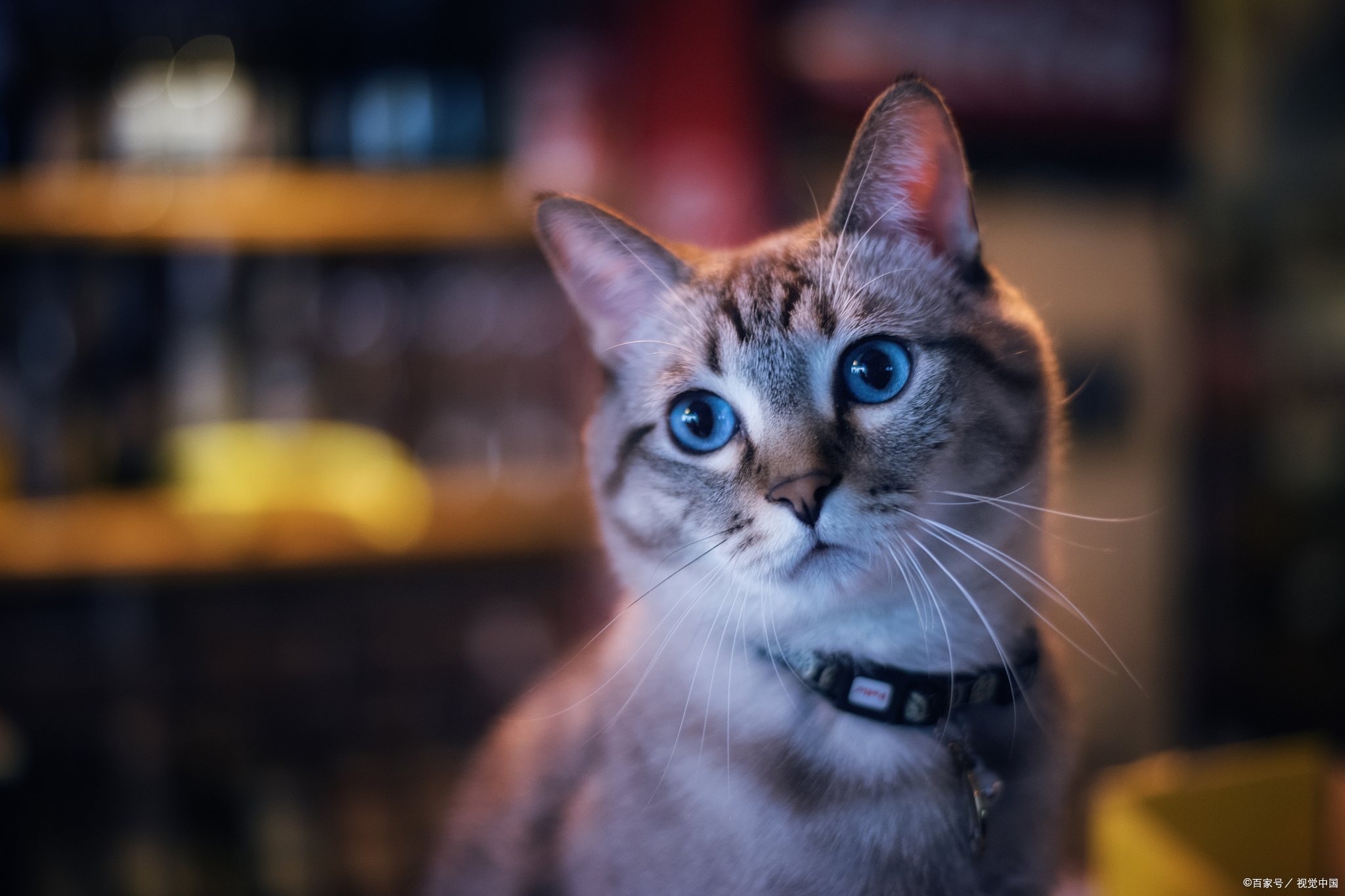 猫咪生病一般需要花费多少钱,当猫生病花费很多钱时