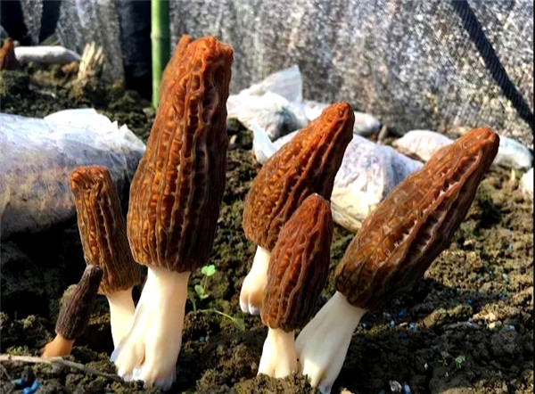 有香茶、有田园、有文化，乌当新场有块“养心”之地