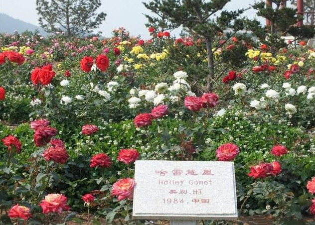 月季花简称,月季花的种类及英文名称