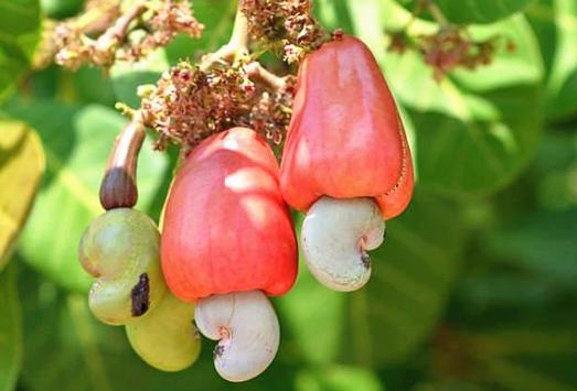 腰果原来的果是怎样的,腰果的原始形态