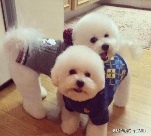 比熊犬适合新手养吗,如果你是新手养猫该养什么猫