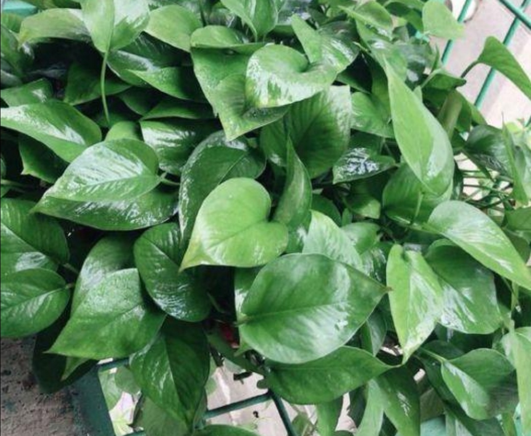 种植的绿萝喜水吗多久浇一次,绿萝喜阴还是喜阳几天浇一次水