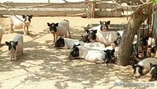 养殖猪的十大坏处,养殖猪存在的问题