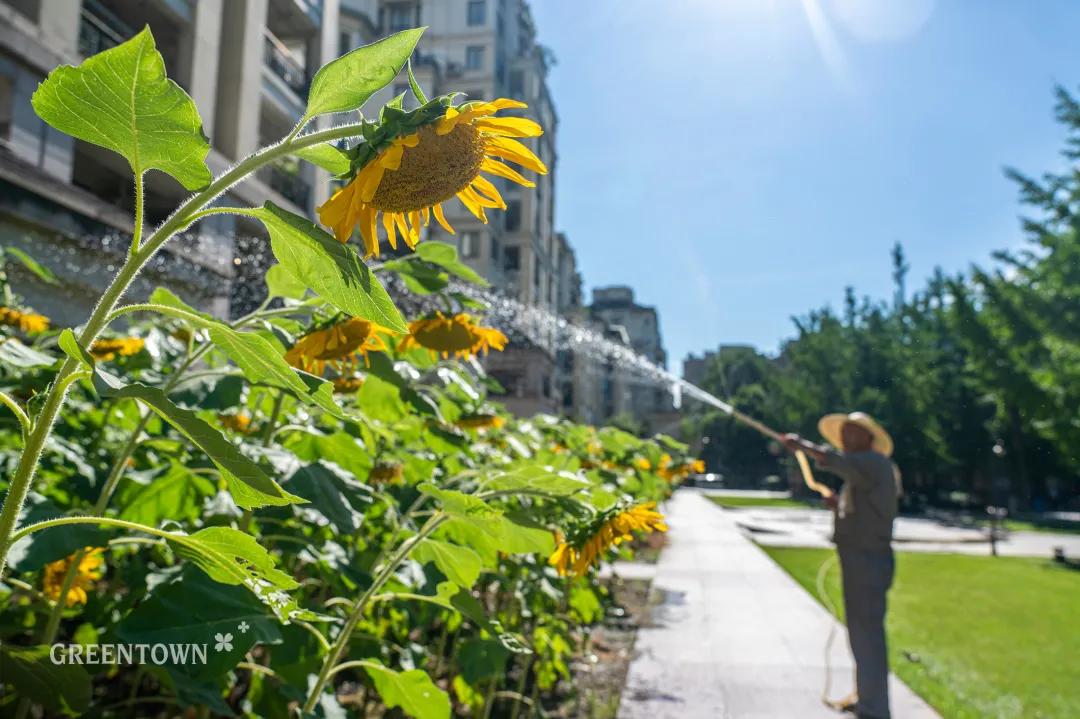 绿城印象通州发布会,绿城印象mcn