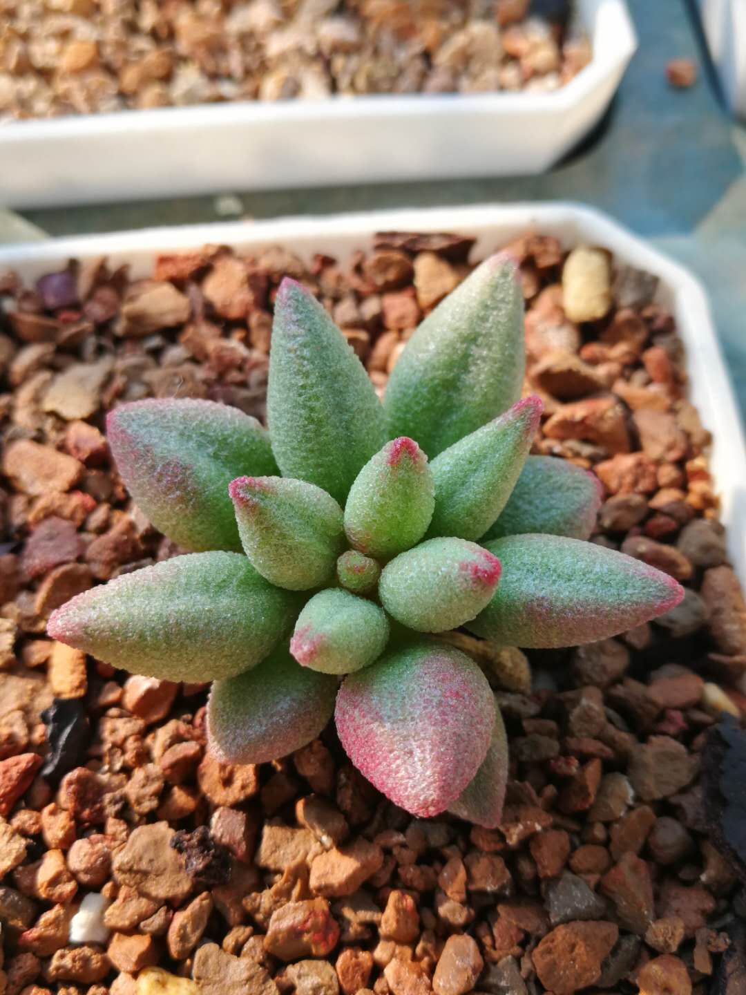 水泡多肉大全,水泡多肉叶片发焉