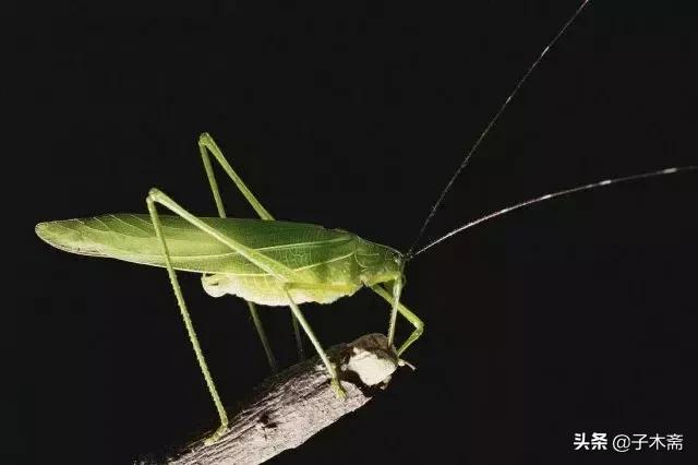 柑橘大实蝇和柑橘小实蝇常规虫害,柑橘虫害高清图谱及防治方法