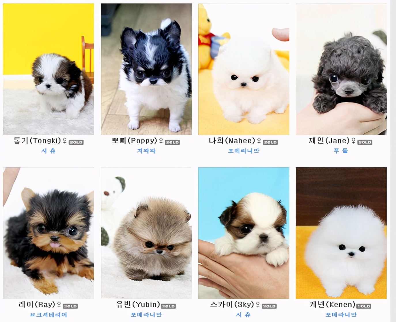 可爱的茶杯犬后面真相却很残忍,茶杯犬是怎样形成的视频