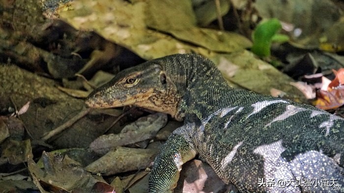 沙巴马穆迪岛为什么最小 (马穆迪岛海岛)