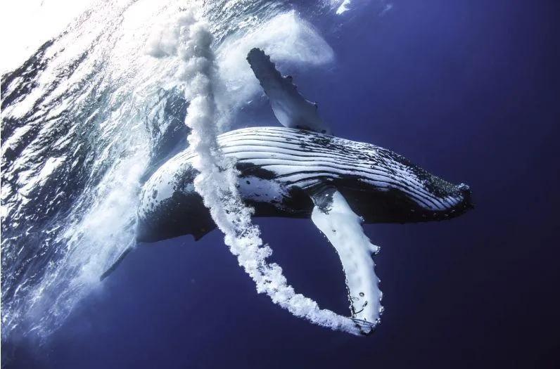 蓝鲸吞掉潜水员,潜水员被鲸鱼误吞怎么才能活下来