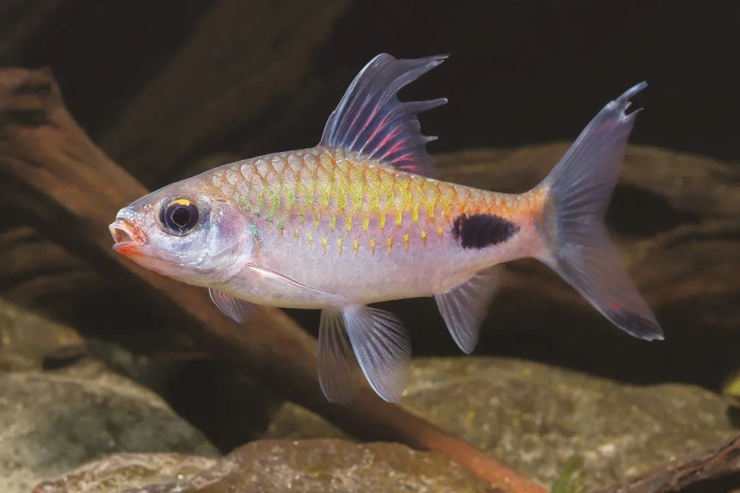 盘点那些大到离谱的淡水鱼,各种淡水鱼你认识吗